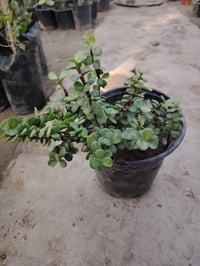 دمعة طفل • دائم الخضرة • مشتل ضفاف دجلة