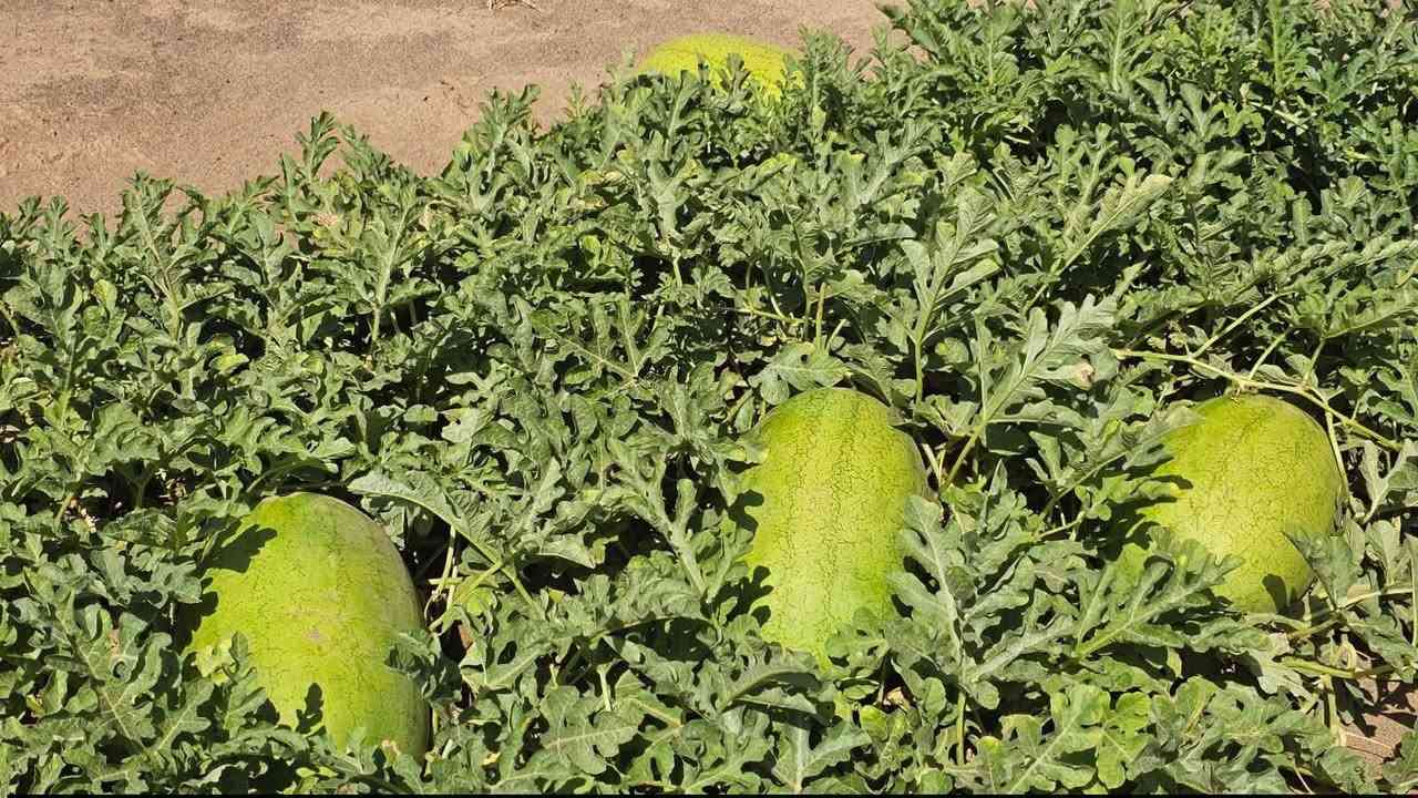 السلام عليكم ع بركه الله وصول ركي تورنادو إلى مكتب باسم الاابرهيمي العنوان الحيدرية الحولي رقم الهاتف ***********
ركي تورنادو,,,,1000بذره 
ضمان وامان وجوده عاليه
