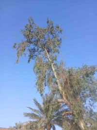 تقطيع الاشجار مجاني في كافه مناطق بغداد كرخ ورصافه كادر محترف 07770554...