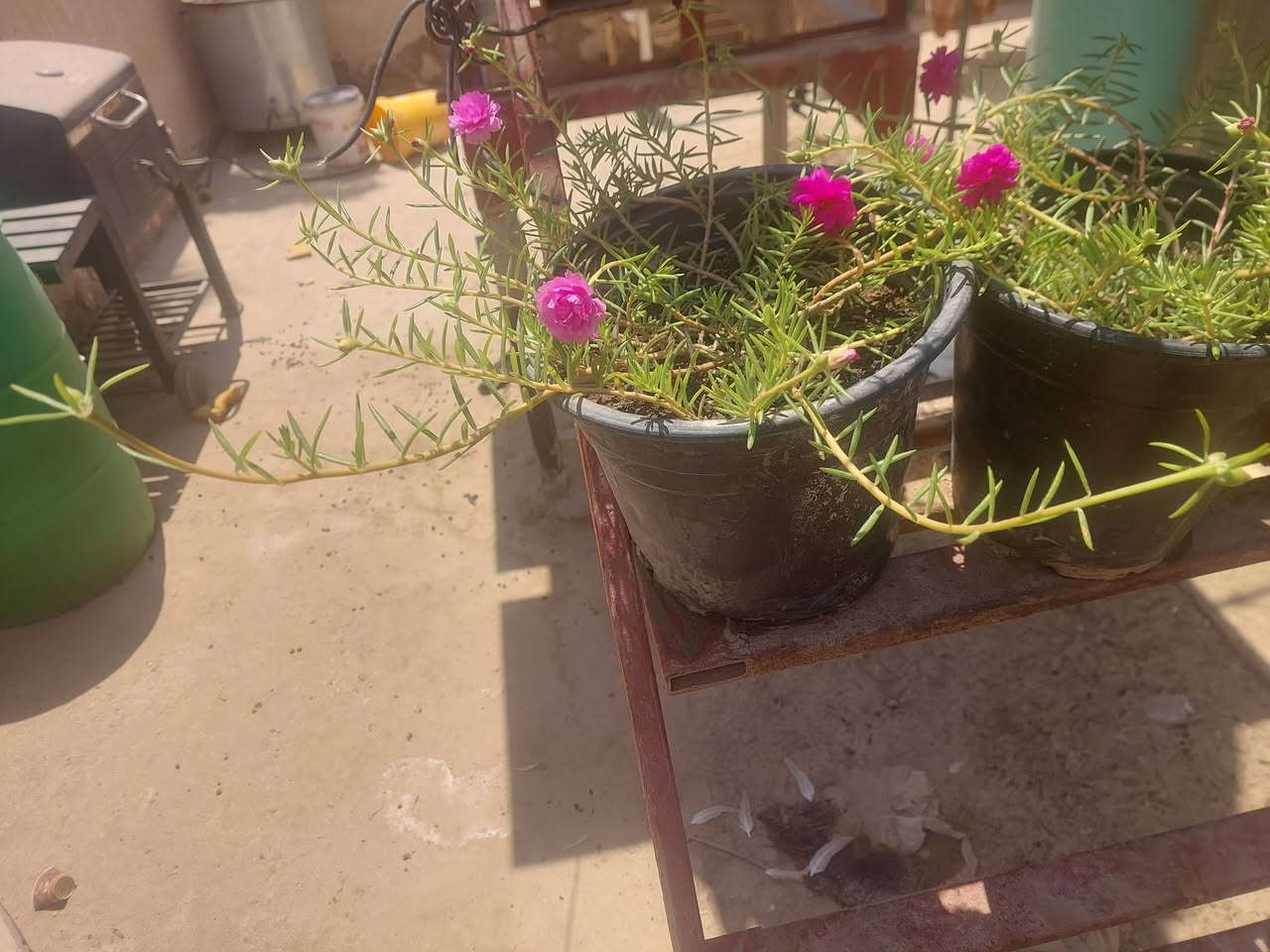 ورد الصباح للبيع السعر خاص


**إذا كنت صاحب هذا الإعلان وتريد حذفه لأي سبب، رجاءا أرسل رسالة إلى الدعم الفني**