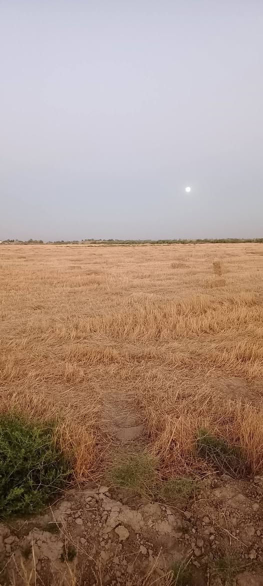 السلام عليكم 80دونم للايجار في بابل الحمزه الغربي منطقة الخميسيه الاستفسار ***********
