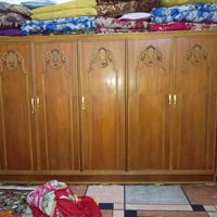 كنتور صاج • بعده جديد • المشتل