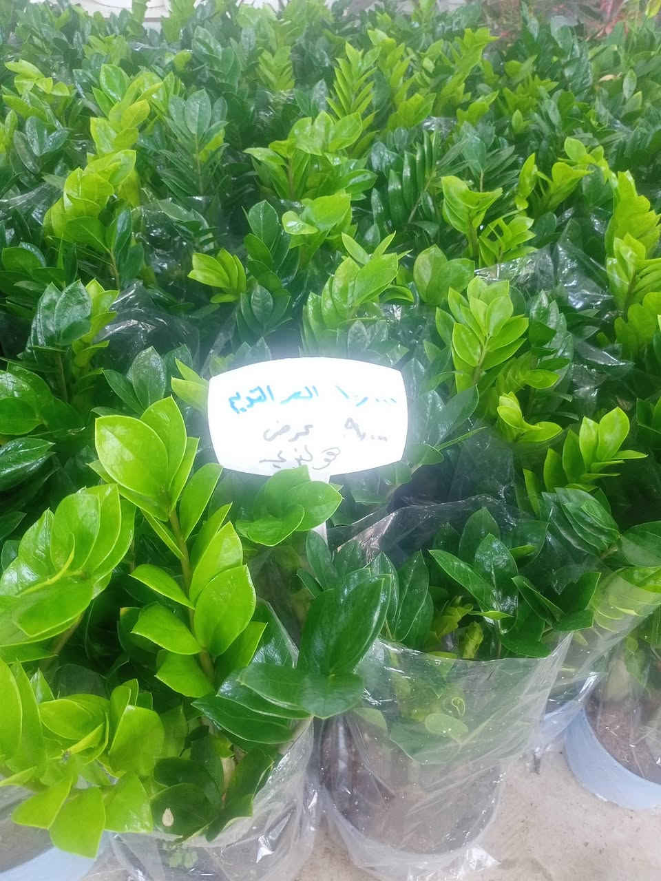 عروض خاصة مشتل سناريا سايدين حي المحاربين شارع النخيل


**إذا كنت صاحب هذا الإعلان وتريد حذفه لأي سبب، رجاءا أرسل رسالة إلى الدعم الفني**