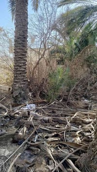 حطب سعف • نخل يابس • حصيبة