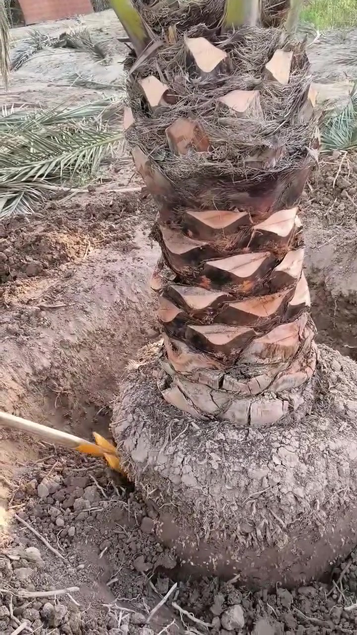 تحياتي للجميع اخوكم رضا الراشد لنخيل البرحي عنواني بصره ابو لخصيب ***********
