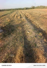 واسط العزيزيه • ٢ دونم • ارض زراعيه