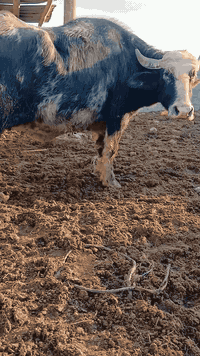 بسم الله الرحمن الرحيم جاموسه فراتي خط اول  ماخض عليها 7 شهور شرط فحص بيطار كل شروط الجني زكطه وعيب وصحة حد الولاد فقيره كلش العنوان ميسان *********** ***********
