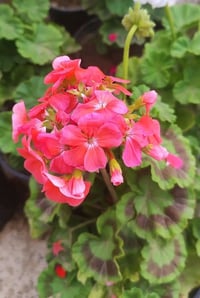جيرانيوم • دايمة • توصيل الموصل