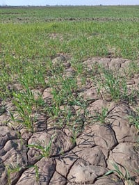 أرض زراعية • ١٠ دونم • مشروع النعميه