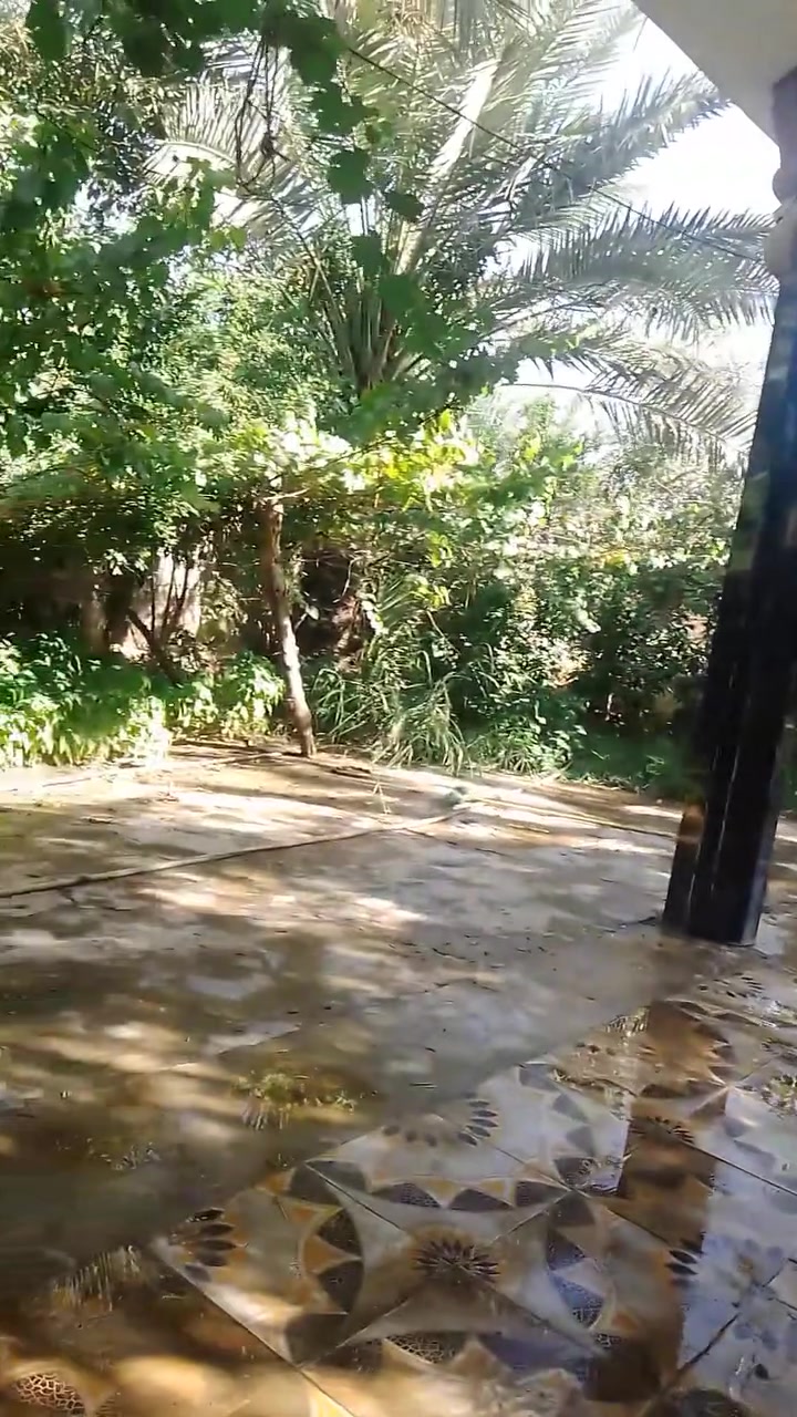 سلام عليكم بيت  للبيع في منطقه حد الاخضر شارع الجامع  ناحيه العباره  
مساحه البيت 740 متر 
متكون من غرفتين وصاله وصحيات وهول واستقبال ومطبخ  سراميك داخل وخارج 
حديقه كامله عنب ونخل  
الاتصال ***********

