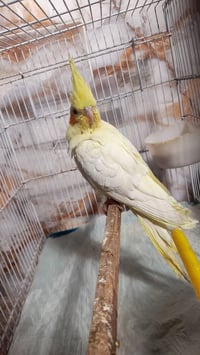 كوكتيل • نثيه منتجة • بدون قفص