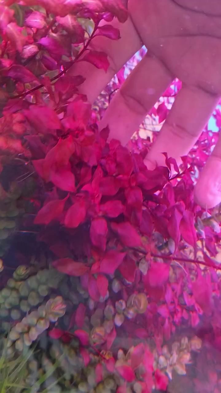 مجموعة نباتات هايتك 6 أعواد ب5 ألف مكاني بغداد الجديدة ***********
