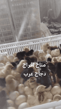 متاح افراخ دجاج العرب
 شرط عراقي
بعمر يومين تاريخ 11/17
سع/ر الزوج 1900
***********
***********
العنوان الموصل كوكجلي مقابل بانزخانه @إشارةالهاشمي
 مفقس عبدالرحمن @إشارة
