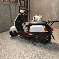 بوليس للبيع دراجة مكفولة برغي مامفتوح بيهة نوزل مال جناي سعر 750 بيهة ...