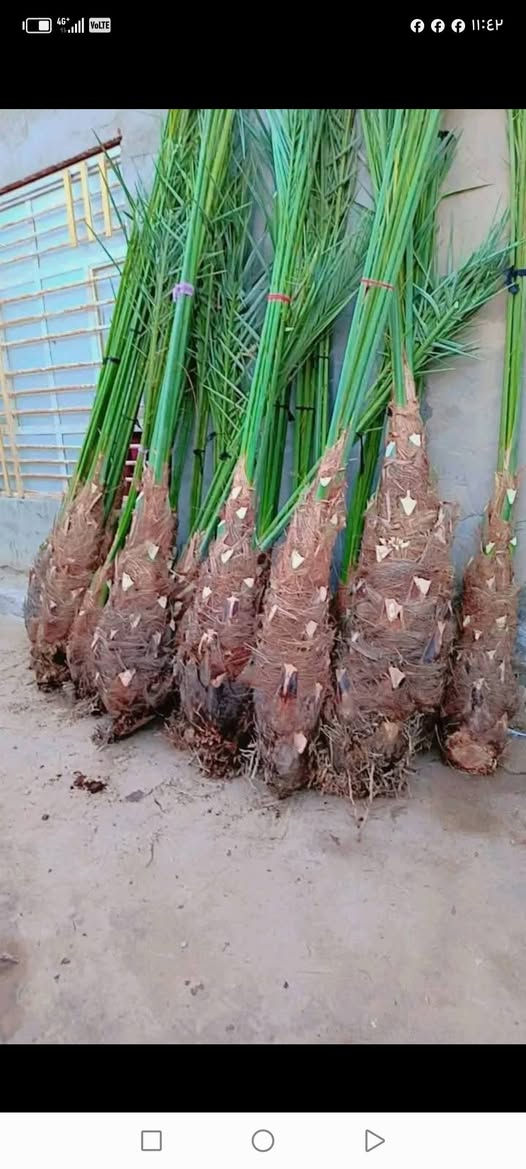 السلام عليكم بريم السعر ٣٥ مكتوم السعر٥٠ ***********
