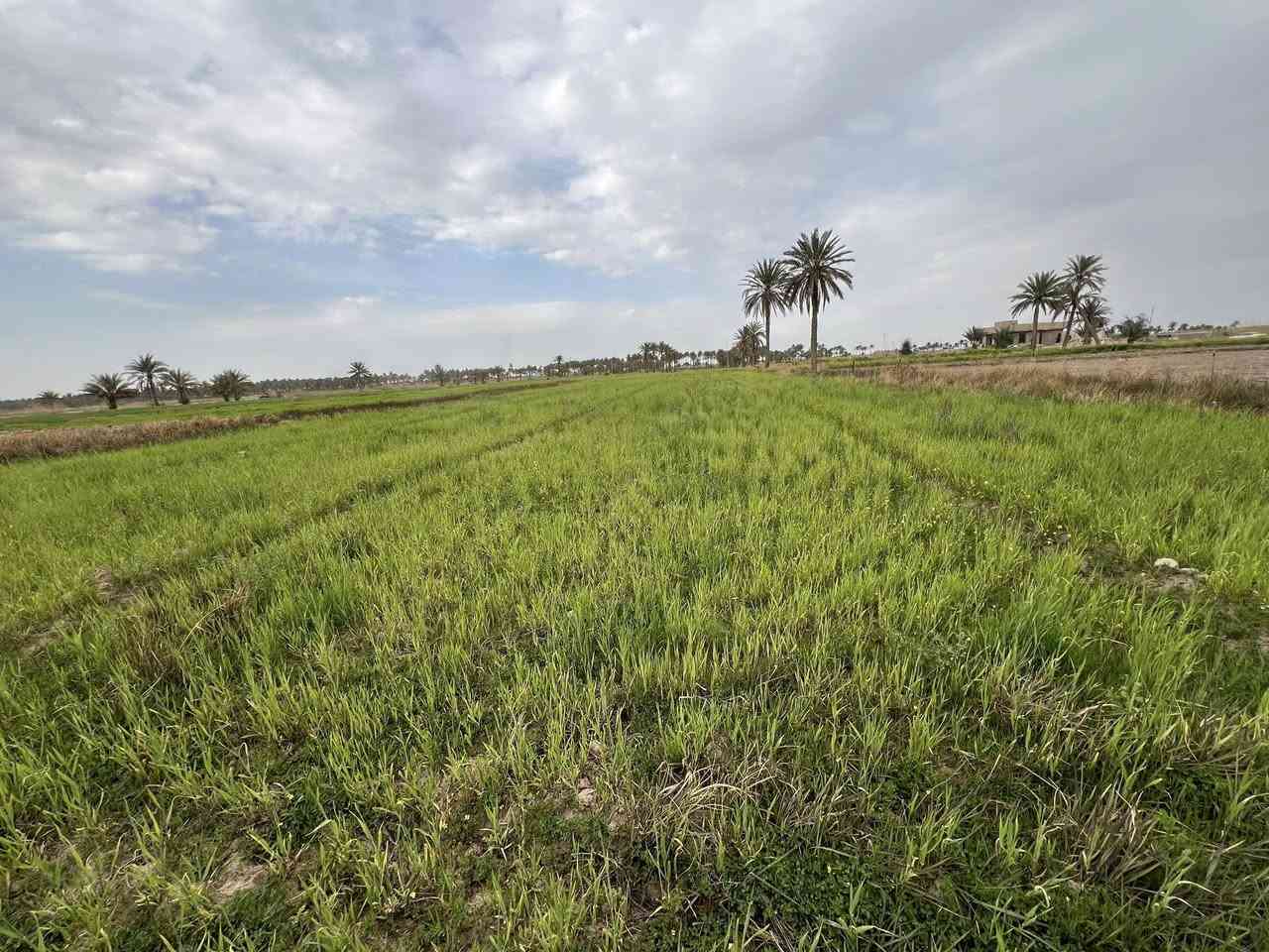 للبيع ٦ دوان بالشهابي مي كهرباء طابو زراعي تفاصيل كامله داخل الفيديو 
***********
***********
