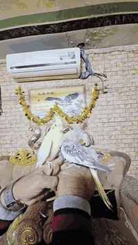 نثيه وفحل كوكتيلات اليفات ومزاوجات تبزير عراقي العنوان مدينة الصدر ***********
