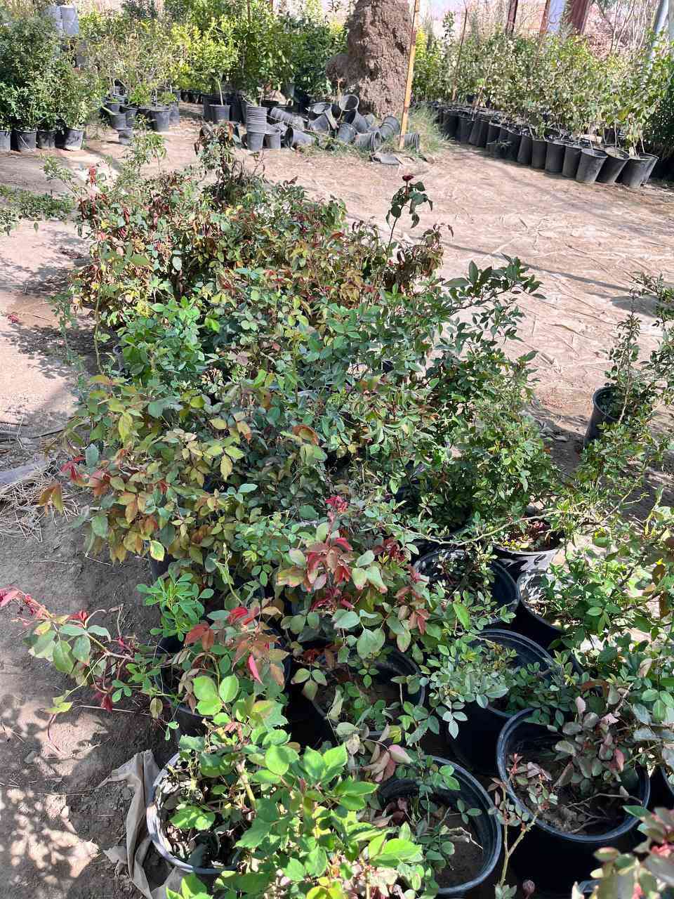 توفر لدى مشتل الزهراء الزراعي  ورد جوري عراقي بخور عصا موسى بذور ورد  ثيل هندي؛  مشروع المسيب شارع ابو الجاسم ع  اي استفسار  ***********
