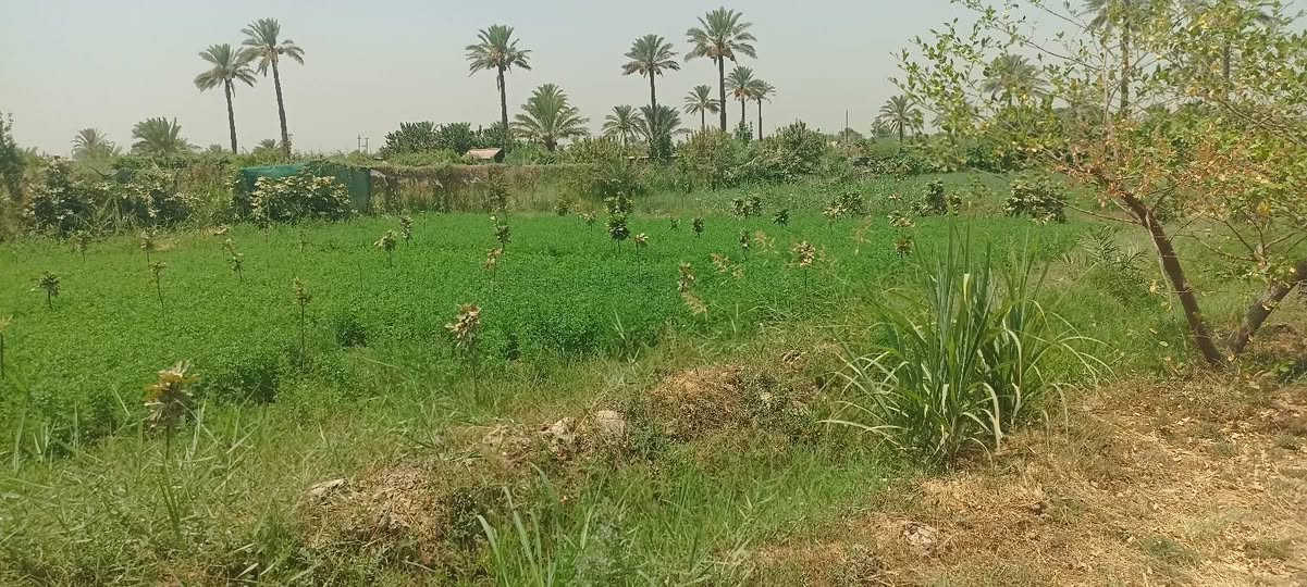 سلام عليكم يتوفر دونم ونص طابو سند 25 تحويل ثاني يوم بسم المشتري العنوان المدائن الجعاره شارع سيد علي 3 
كافة الخدمات متوفر تفاصيل الاتصال وبيك خير ودلل بدارة أبو فهد العيساوي ***********
