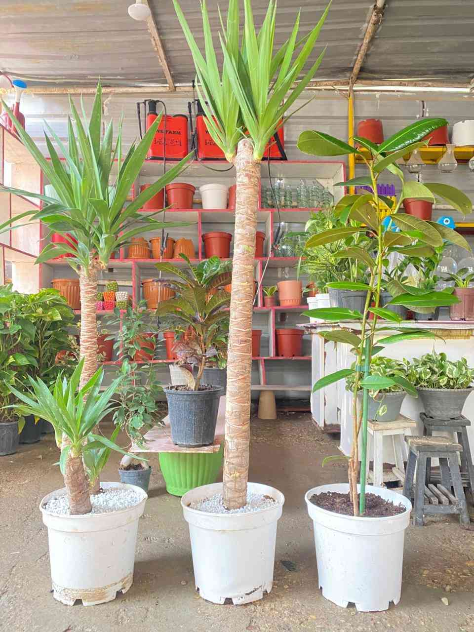 #عرض_لفترة_محدودة.
3 نباتا معمرة
يوگا عدد 2 + مطاط 2 بسندانه واحده
الارتفاع متر ونصف تقريباً

السعر ٥٠ الف و التوصيل #مجاني 💥
للطلب و إلاستفسار الاتصال على الرقم التالي *********** 📲
