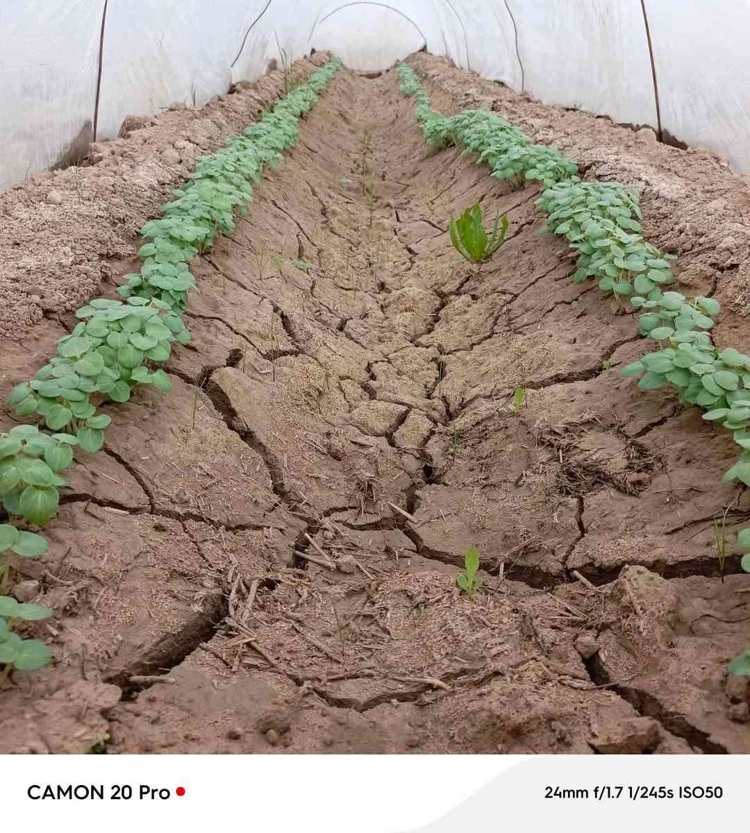 بذور بانيه متعهد بها كافه الشروط ***********
