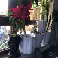 ٢٠ سنادين • نباتات طبيعية • روشنبيري أربيل