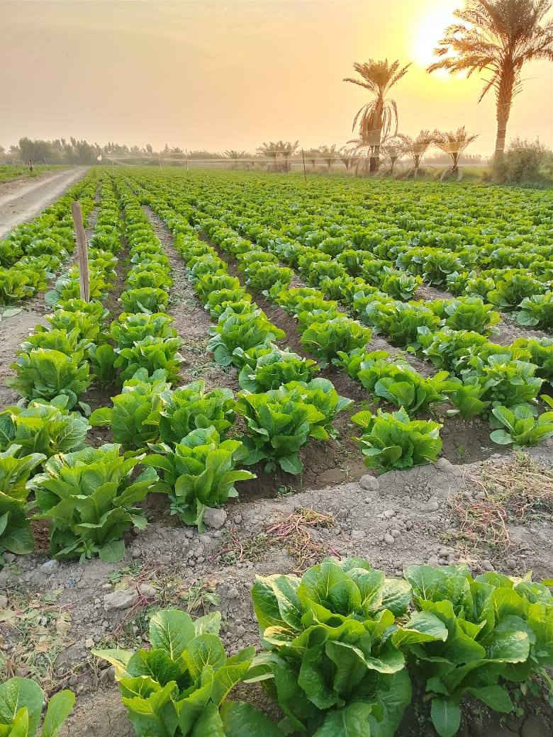 ارض زراعيه 5دونم سند 25 حق التصرف طابو المحموديه متوفر كافه الخدمات فيها ماء سقي 4خطوط وماء الاساله خطين وكهرباء ثري فيز وسحب مولده العنوان اليوسفيه قرب سوق ابو طارق  منطقة البومفرج سعر الدونم 60مليون وبيه مجال لتفاصيل أكثر الاتصال على الرقم التالي ‏‪***********‬‏
