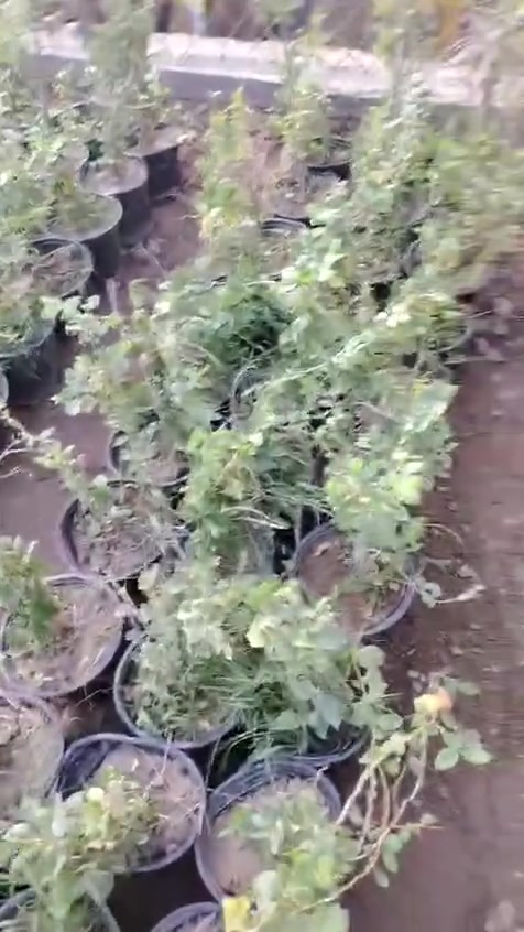 وصول السدر الحشري في مشتل ناطق العلواني العنوان بصرة قضاء المدينه منطقة العلوان طريق السدة


**إذا كنت صاحب هذا الإعلان وتريد حذفه لأي سبب، رجاءا أرسل رسالة إلى الدعم الفني**