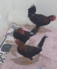 ٣ ديوجه • الاصلي • ناصرية مركز