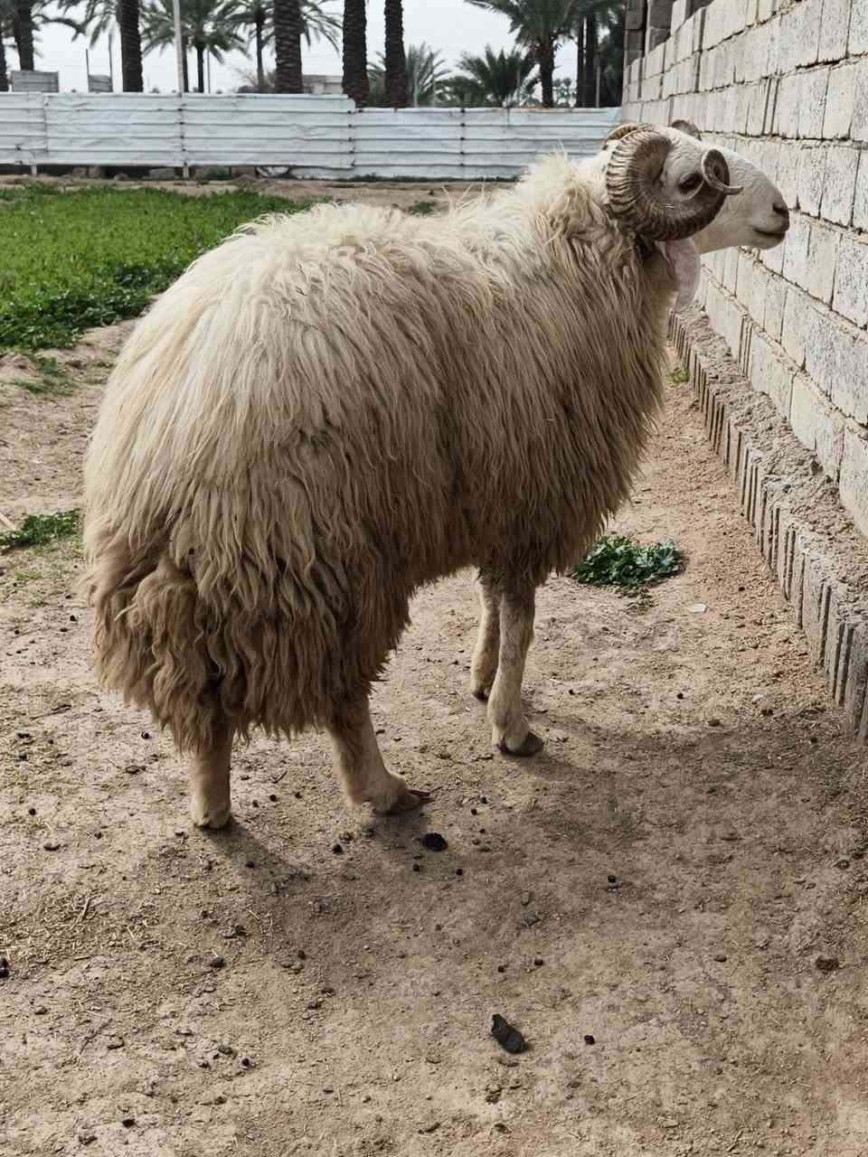 فحل خط أول على كل عيب شرط الكفاز يشمل وحيدة المكان بغداد التاجي  0750984272     ***********
