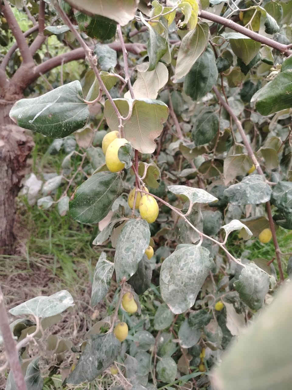 مستعدين #لتطعيم كافة #أشجار السدر داخل #ديالى وبغداد وباقي المخافضات #
أصناف #متعدده ***********وتس

باكستاني #أحمر

عرموطي #تايلندي

عرموطي بدون #بذور

تفاحي #بصراوي

تفاحي #رئاسي كمثره
