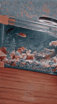 سعر ٢٠ وبي مجال حوض هو غراضه كامل بدون سمج عنوان المشتل 07759633581