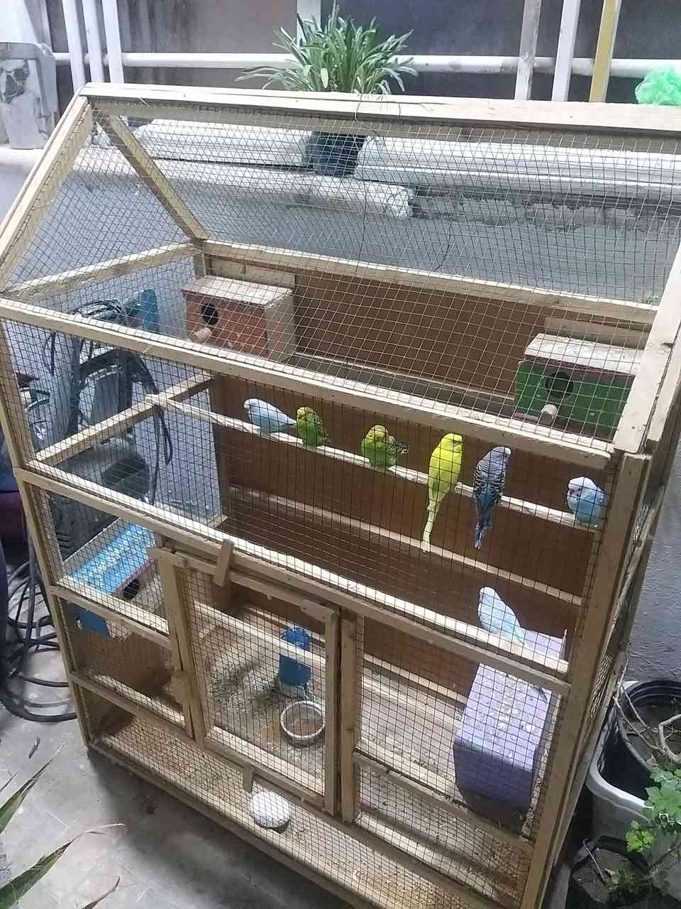 طيور حب للبيع هنه وقفصهن شلع ٧٠


**إذا كنت صاحب هذا الإعلان وتريد حذفه لأي سبب، رجاءا أرسل رسالة إلى الدعم الفني**