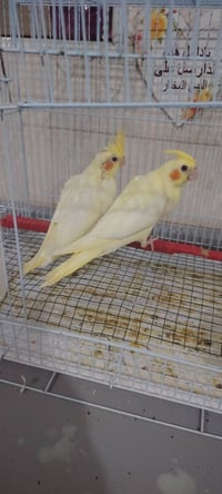 كوكتيل • ٣ فحل • افراخ عيون حمر