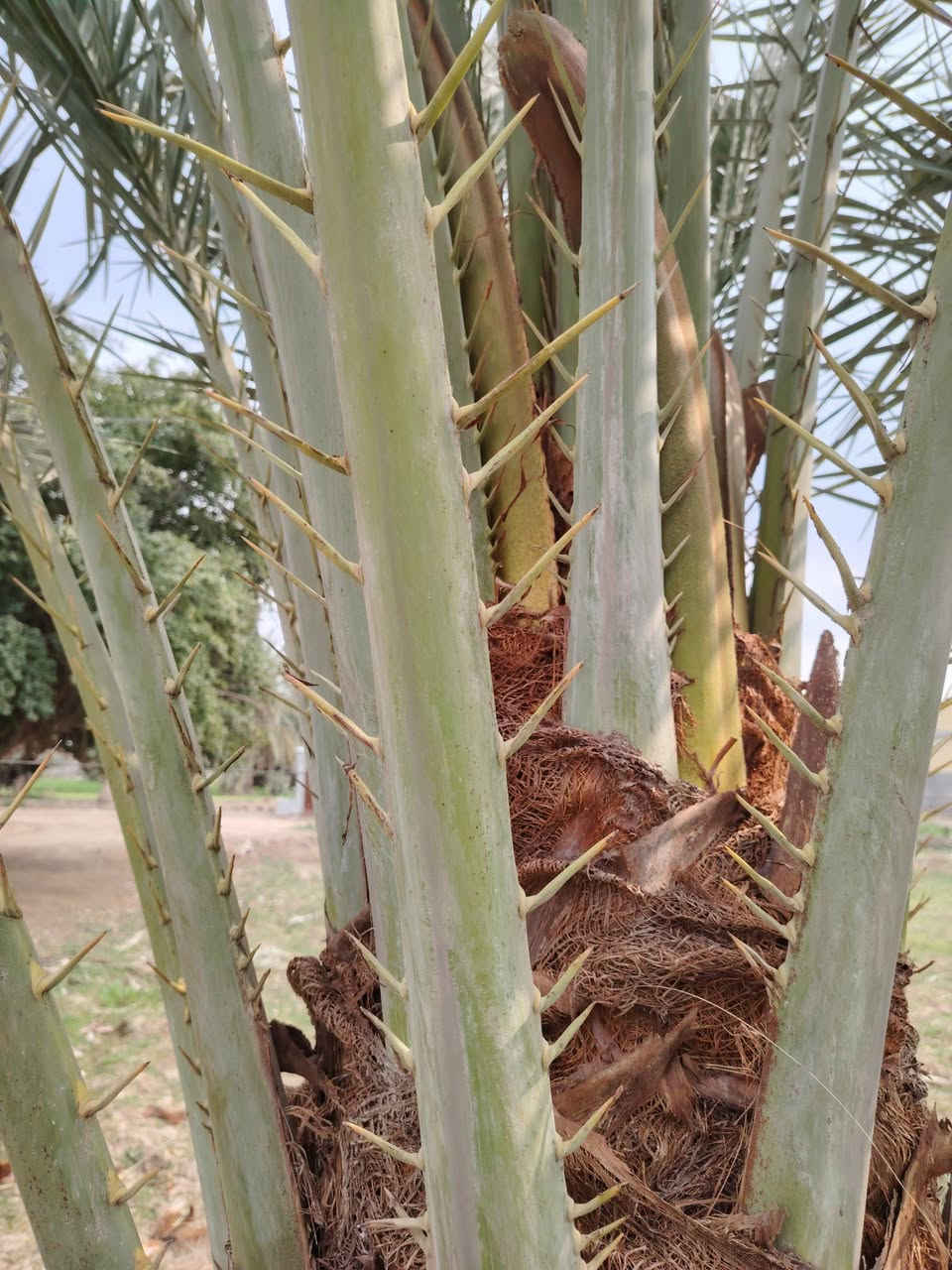 سلام عليكم لبيع انواع النخل مكان الغراف


**إذا كنت صاحب هذا الإعلان وتريد حذفه لأي سبب، رجاءا أرسل رسالة إلى الدعم الفني**