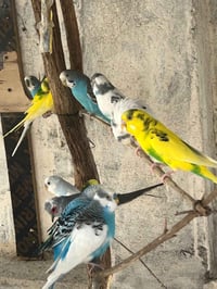 بلابل • محميه • للبيع
