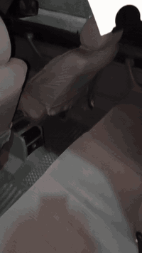 سلام عليكم بي ام موديل ١٩٩١ سياره جديده معنه كلمة وظع الشركه وكفاله عامه حداديه كهربائيات تبريد تخم تاير كير محرك كله كفاله بيع او مراوس بسياره عاليه السعر ٧٠ وبيه مجال الطيبين تليفون *********** علمن رقم السياره بغداد النكليزي
