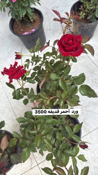 نباتات زينة • توصيل أربيل • أسعار