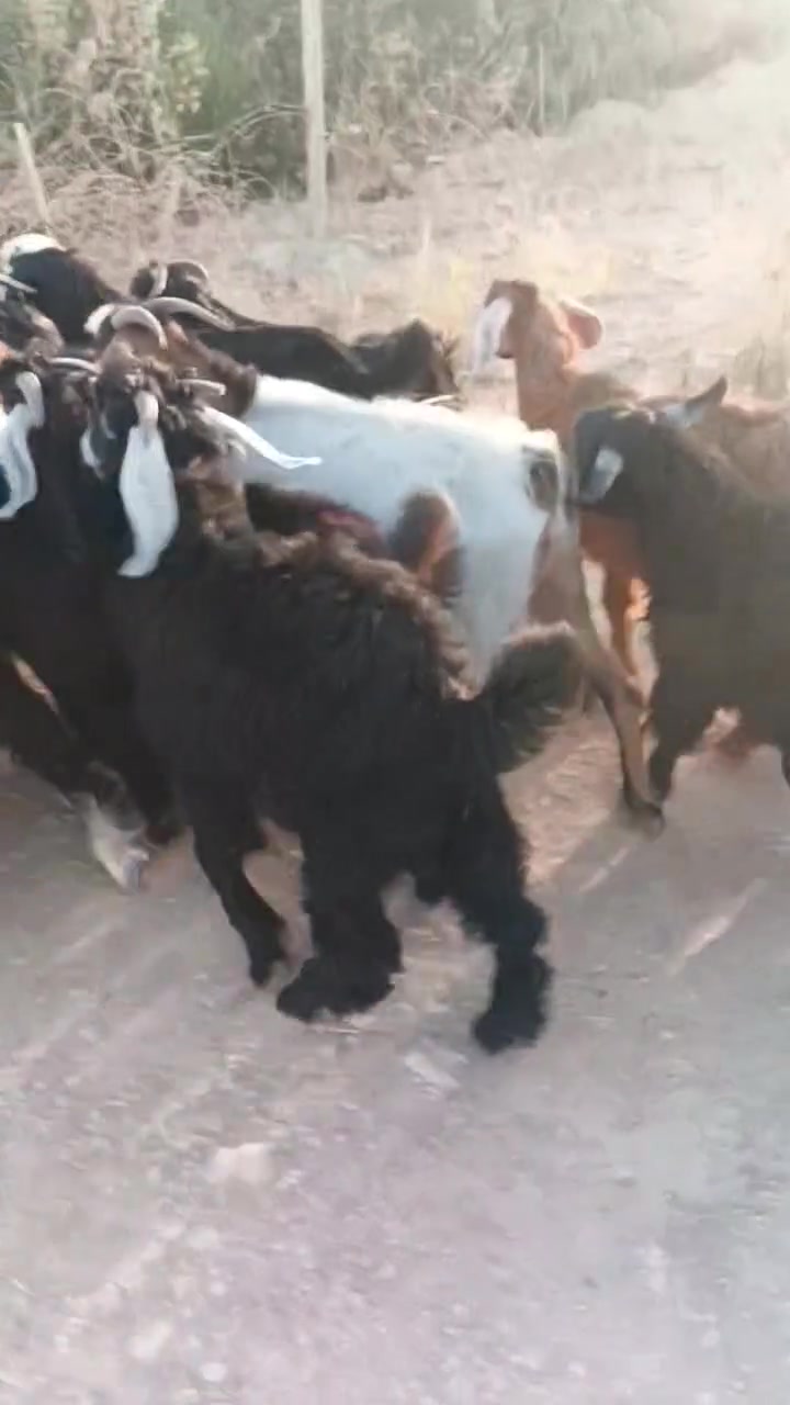 جديه درجه اولى سعر مناسب
‏‪***********‬‏
