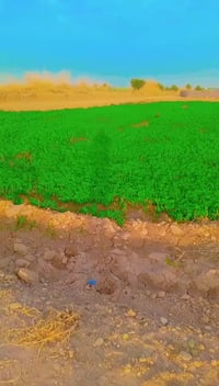 ٣ دوانم لبيع دوره عرب جبور سند ٢٥ طابو واجها ٥٠ خدمات كهرباء ومي شارع ...