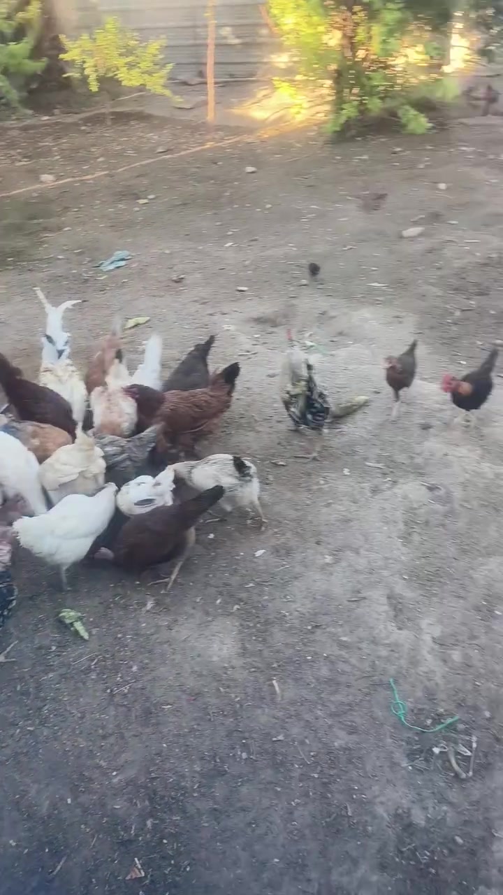 دجاج للبيع مكانها 5 كيلو


**إذا كنت صاحب هذا الإعلان وتريد حذفه لأي سبب، رجاءا أرسل رسالة إلى الدعم الفني**