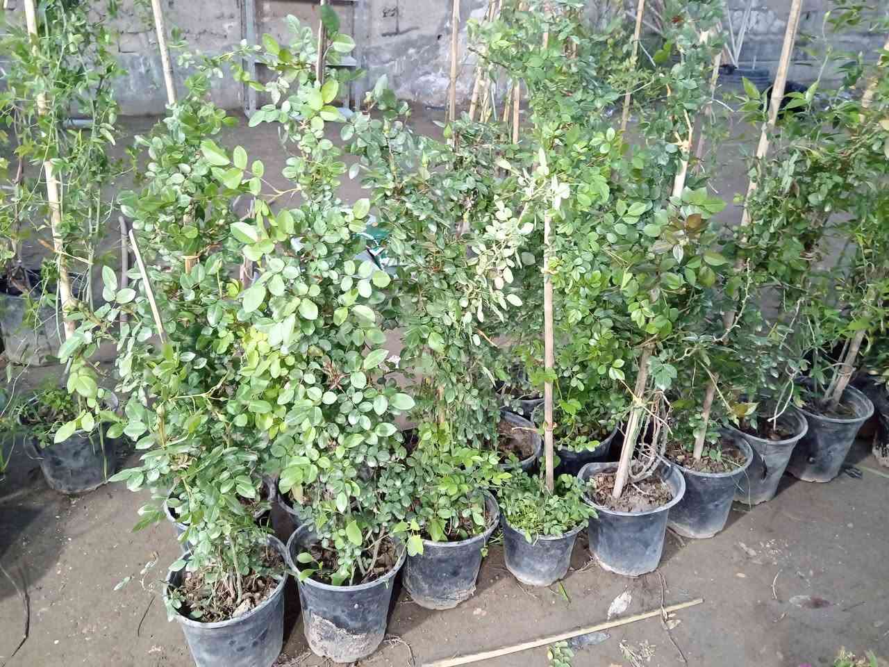 بسم الله ♥

متوفر في مشتل ابوبكر 

نسرين متسلق عراقي وليس ايراني 
ارتفاع #متر_الى_متر_ونص
الاوان 
#احمر
#ابيض
#وردي 

السعر 5.000 الاف فقط 😍

#العنوان_القائم_حصيبة 
شارع ابو رندة القديم شارع صيدلية النبع مقابل قرطاسية ديار الأمل 

الإتصال ***********
