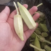 باميه • بيتنجان مكدوس • توصيل راوه