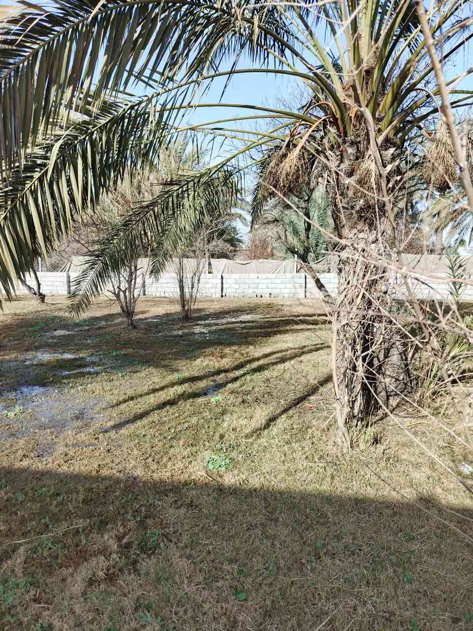 سلام عليكم للبيع 1250 نص دونم سند 25 تحويل مباشر بسم المشتري بغداد الراشدية قرية العراكنة تبعد عن ناحية ربع ساعة وعن شارع العام طريق بغداد كركوك كيلو موقع جدا حلوو شارع تبليط مخدوم ماء سقي ماء اساله كهرباء يصلح سكن جدا قريب سعر جدا مناسب 85 وبي مجال  بسم شخص واحد ***********
