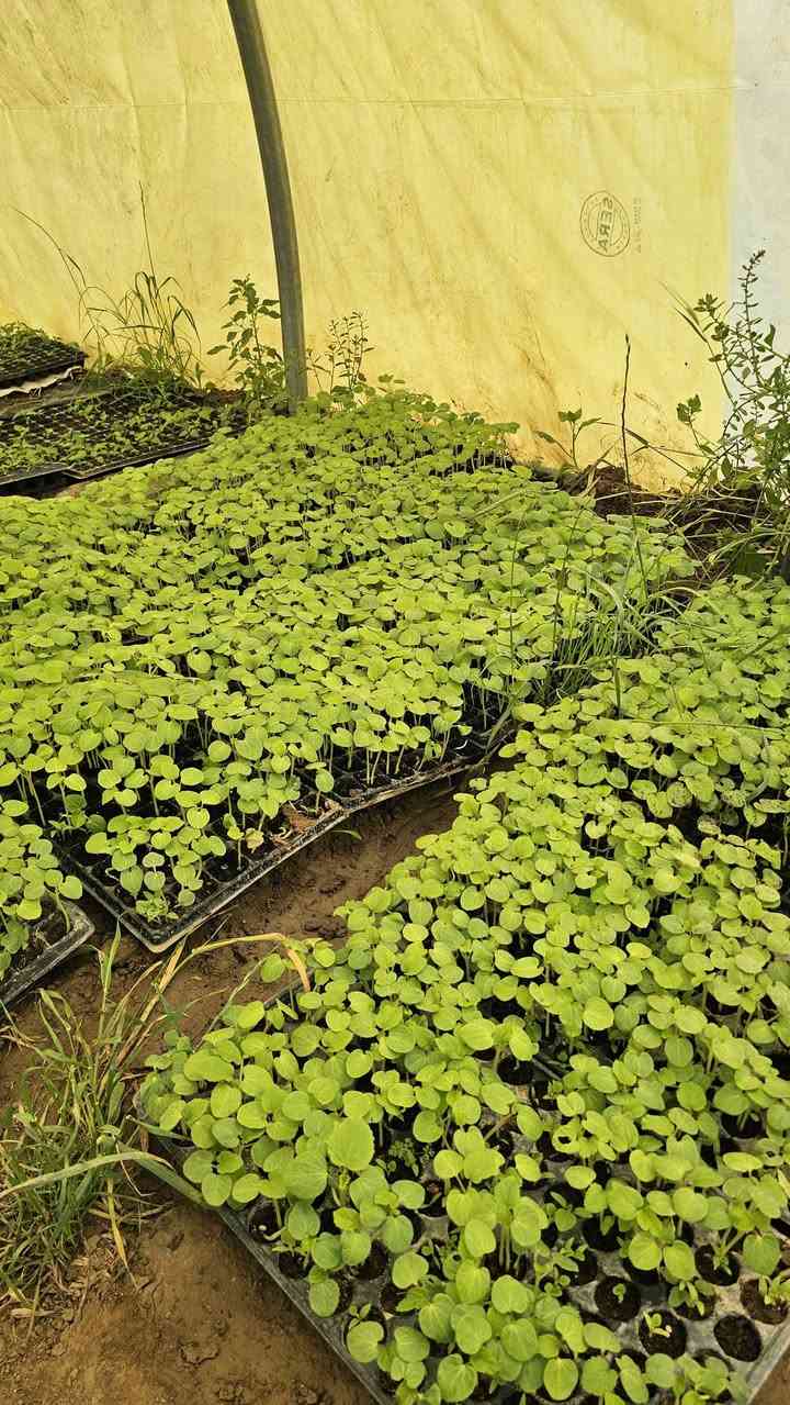 اللهم صلّ وسلم وبارك على سيدنا محمد وعلى آله وصحبه أجمعين.. 🌱✨
يا باغي الخير والجمال في حديقتك، الموسم بدأ والخير أقبل! متوفر لدينا الآن تشكيلة من أقوى وأجود الشتلات الجاهزة للزراعة، بإنتاجية عالية وصحة ممتازة:
🌶️ فليفلة (حارة وباردةوطبب)
سواء كنت من محبي "النار" والطعم الحريف، أو تفضل الفليفلة الباردة (الرومي) المقرمشة والمليئة بالفيتامينات، شتلاتنا جذورها قوية وسريعة التأقلم.
🍆 باذنجان
شتلات باذنجان من أصناف ممتازة، تمتاز بالثمار اللامعة والقوام المتماسك، مثالية للدولمه والمقبلات.
🍅 طماطم (بندورة)
الأساس في كل بيت! شتلات طماطم قوية تتحمل الظروف الجوية وتعطيك إنتاجاً غزيراً وطعماً أصلياً يختلف تماماً عن طعم السوق.
🌿 باميا
لمحبي الأكلات الشعبية الأصيلة، شتلات باميا خضراء، سريعة النمو والإنتاج، لتستمتع بقطفها طازجة من حديقتك.
لماذا تختار شتلاتنا
مجموع جذري قوي يضمن نجاح الغرس.
وبأسعار تنافسيه .
أصناف مختارة بعناية لضمان غزارة الإنتاج.
اجعل حديقتك جنة صغيرة، وازرع ما تأكل! 👩‍🌾👨‍🌾
📍 الموقع: [الخضرانيه حاره اشخير (الداير)]
📞 للتواصل والاستفسار: [***********
]0773 946 2344
