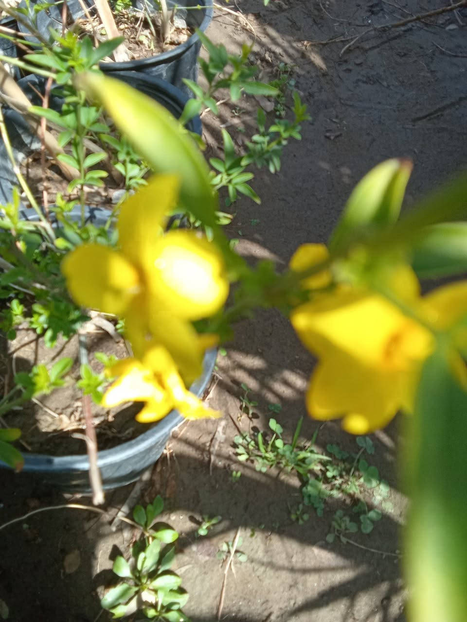 ياسمين اصفر ب٢٥٠٠ مورد
التوصيل داخل بغداد فقط 
للطلب*********** واتساب
