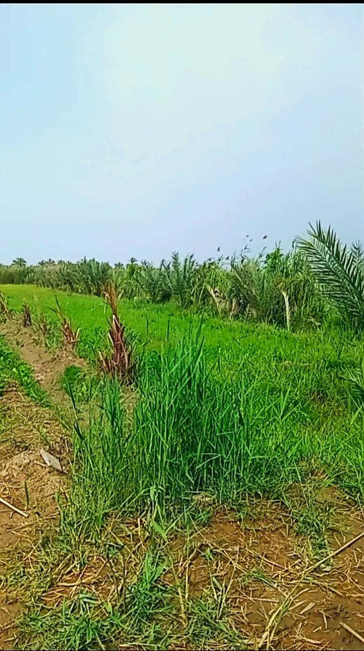 دونم للبيع حله السده قريب عالسوك مال السده بالساده الشريفات يبعد عن الشط 120 متر فقط مي مستمر طول السنه واجهيه 22 متر  بي 20 نخله زهدي نشو قسم حاملات السنه وبي 80 نخله ملون بربن وشكر ومكتوم وسلطاني متنوع  وزرع جت سعر جدا مناسب بيع مستعجل 65 وبي مجال بالعافيه عالياخذه اتصال عالرقم ***********
