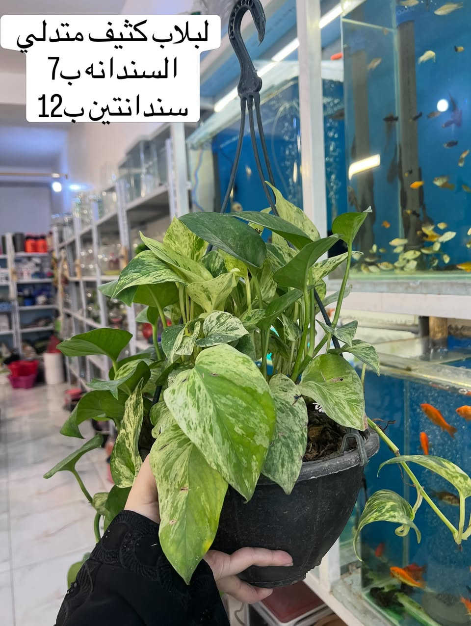 عروض يوم الجمعة والسبت استغلوها


**إذا كنت صاحب هذا الإعلان وتريد حذفه لأي سبب، رجاءا أرسل رسالة إلى الدعم الفني**