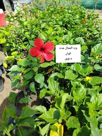 مشتل نعناعه الرفاعي • الصوب الاول • جسر المشاة