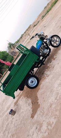 ستوته • بدون أوراق • دمام